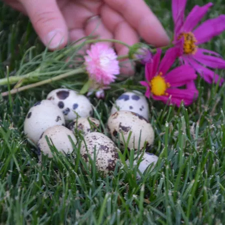 Wachtelwerkstatt * Unternalb