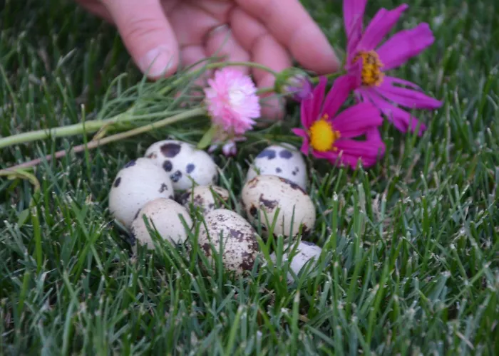 Wachtelwerkstatt * Unternalb